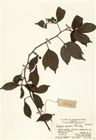 藏品(飛龍掌血)的圖片